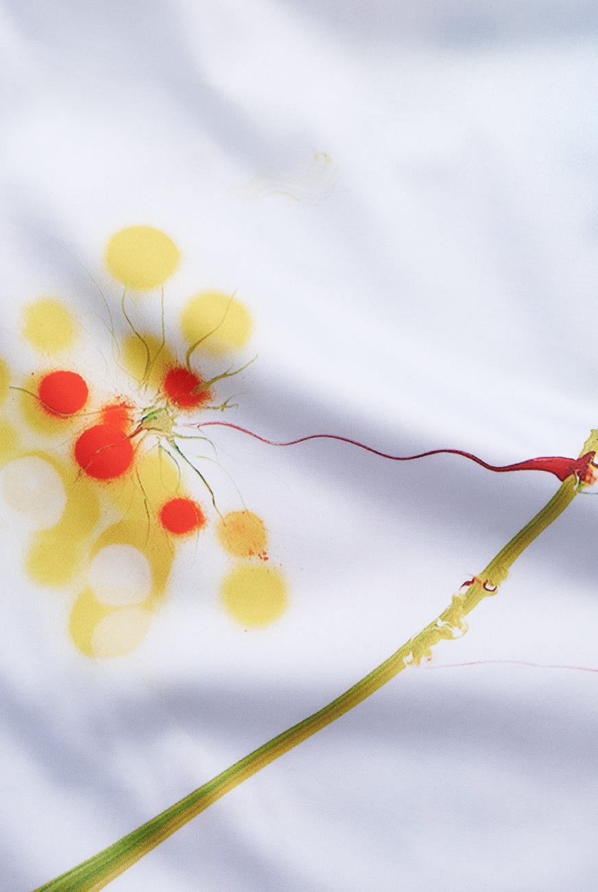 "Raingarden Equinox" Artist Bedding Collection by Thierry Feuz